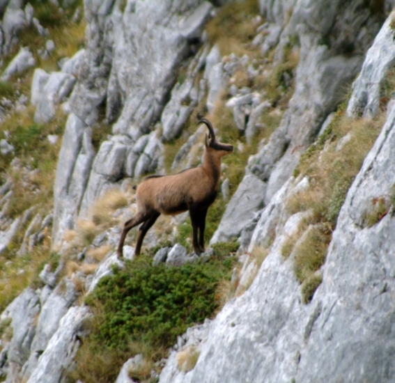 Camoscio d''Abruzzo Rupicapra pyrenaica ornata